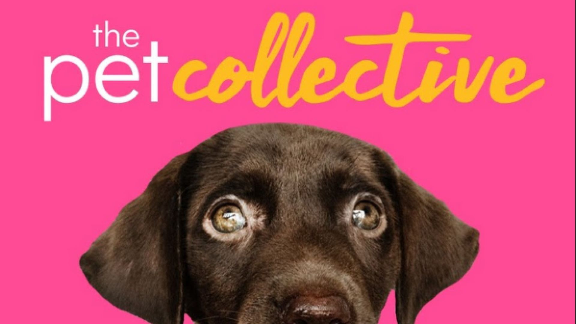 ⁣The Pet Collective